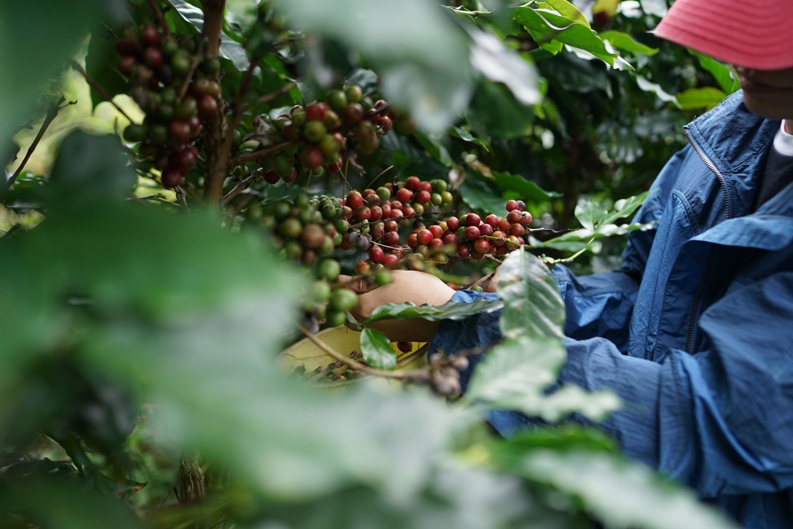 Vegetación nativa y entorno ecológico en la finca cafetera Coffee Alvira