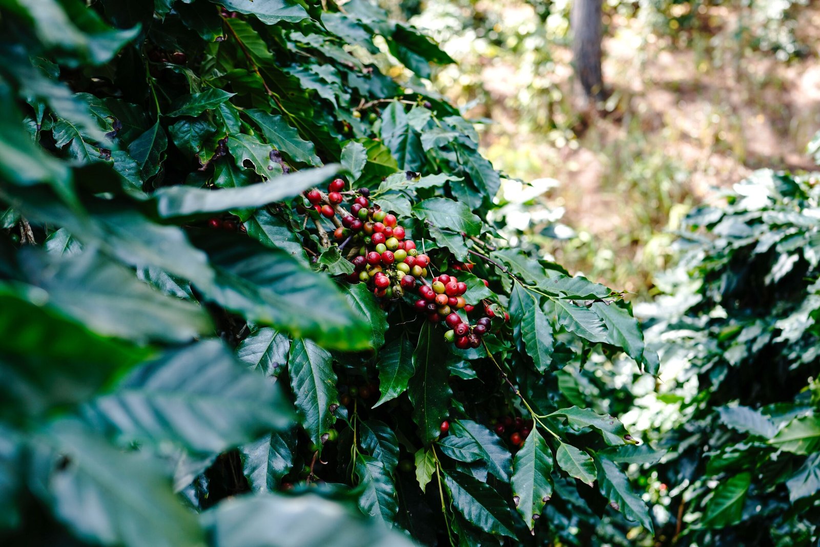 Cafetales bajo sombrío y riqueza biológica en Pitalito