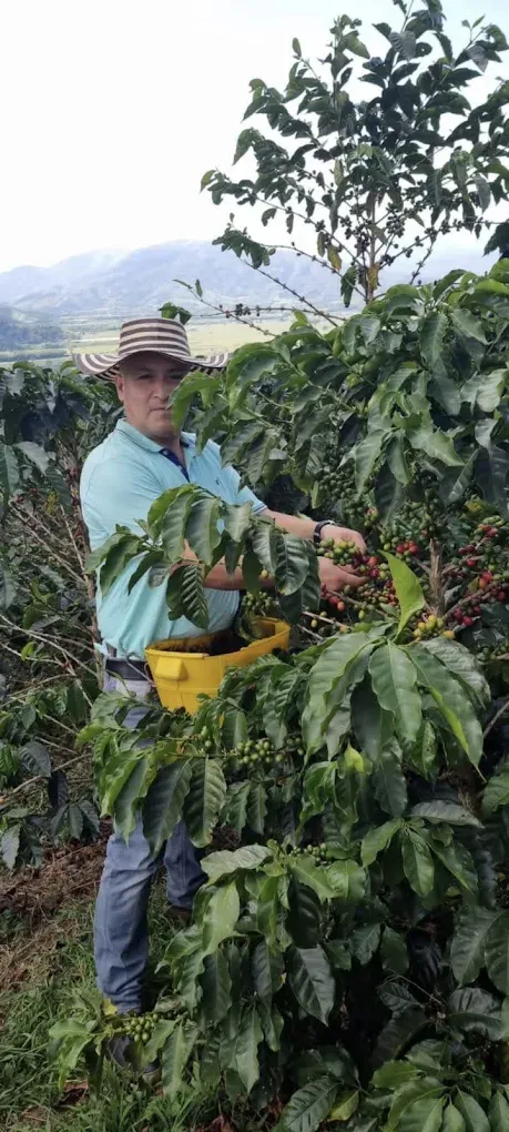 Caficultor recolectando café en cultivo tradicional de Pitalito Huila
