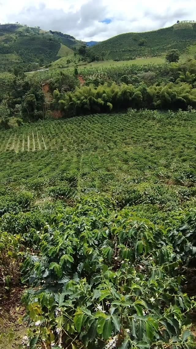 Cultivo de café arábico en las laderas montañosas de Pitalito Huila